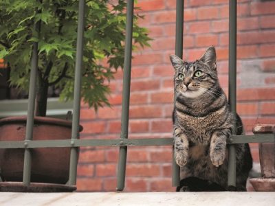 「岩合光昭の世界ネコ歩き」写真展 2017.07.15-2017.8.20