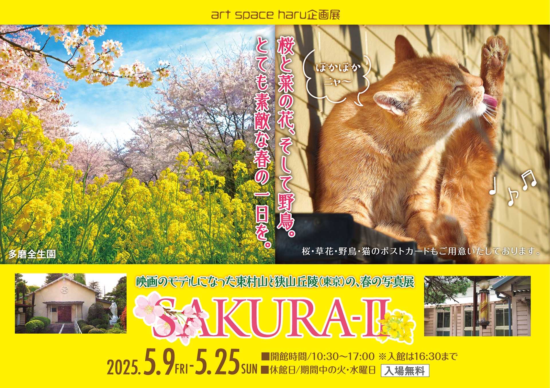 ハル６周年記念・企画展 桜と菜の花、そして野鳥。とても素敵な春の一日を。SAKURA2