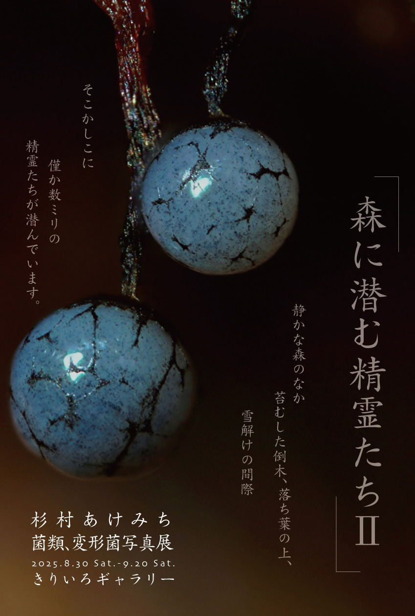 杉村あけみち　菌類・変形菌写真展「森に潜む精霊たちⅡ」