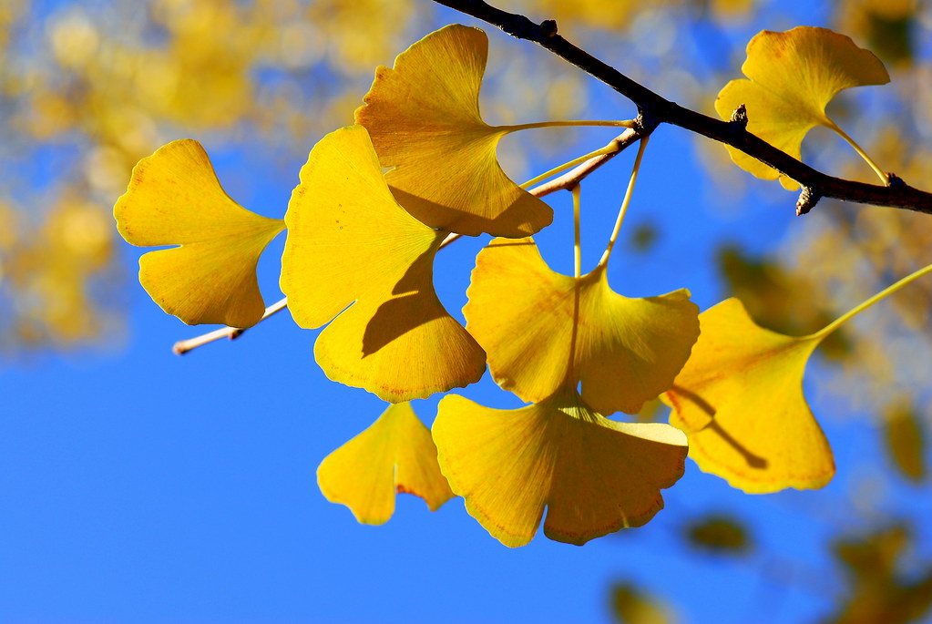 ランチタイムコンサート