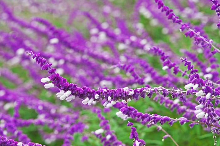 ランチタイムコンサート