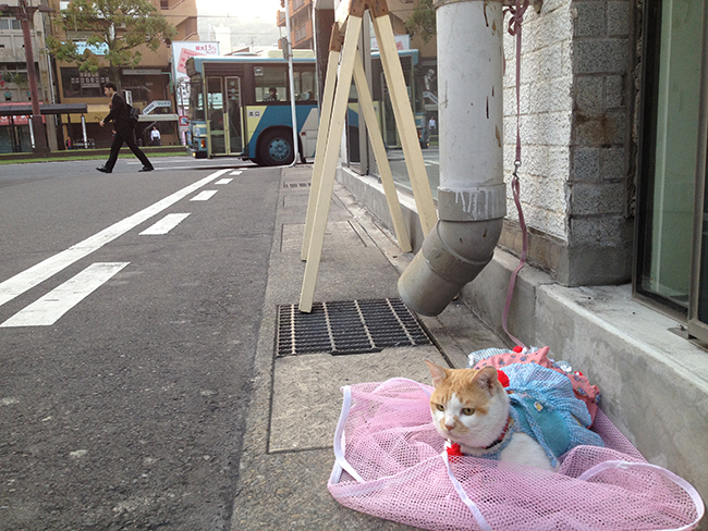 カゴシマ収集キロクとは